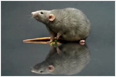 Как быстро поймать крысу
