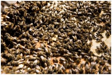 Как избавиться от пчел в гараже