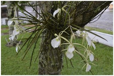 Как прикрепить орхидеи к деревьям
