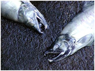 Как удалить чешуйку с лосося