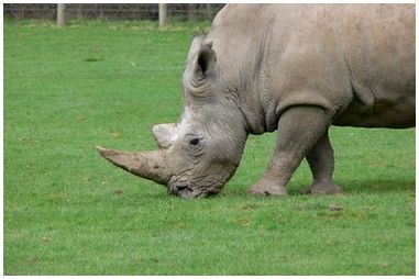Какие виды растений едят носороги?