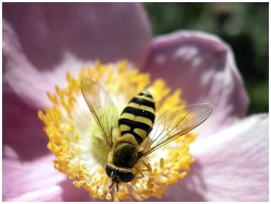Убьет ли отрицательная температура пчел?