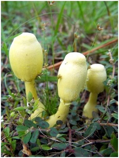 Желтый гриб в почве комнатных растений