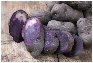 Как вырастить фиолетовый картофель
