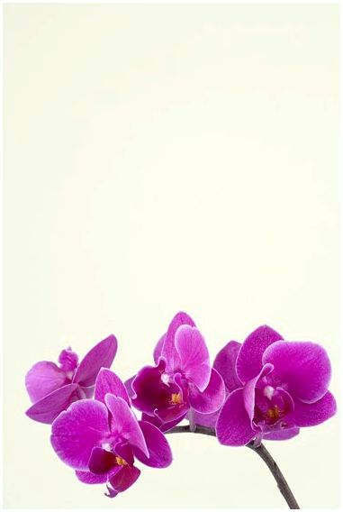 Какие цветы сочетаются с орхидеями в композициях?