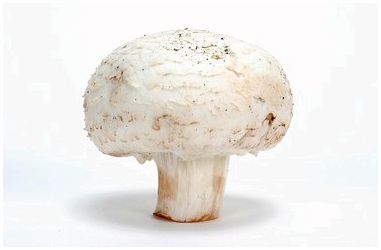 Виды съедобных грибов