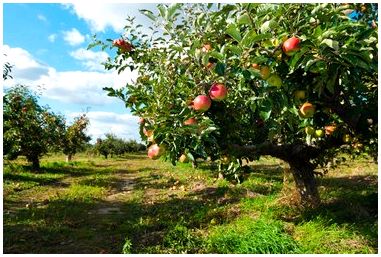 Что такое среда обитания яблони?