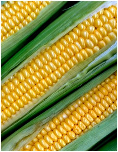 Как определить готовность кукурузы в початках?