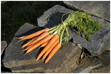 Как вырастить морковь из ботвы моркови в помещении