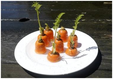 Как вырастить морковь из ботвы моркови в помещении