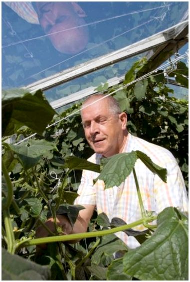 Как вырастить растение гуарана