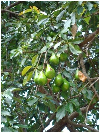 Как я могу защитить авокадо и деревья авокадо от животных?