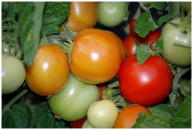 Что вызывает белые пятна на домашних помидорах?