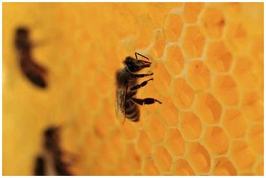 Как смягчить пчелиный воск
