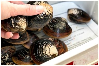 Как сохранить живыми свежих моллюсков