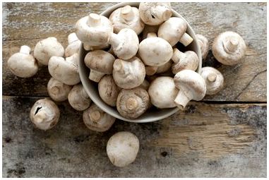 Как узнать, вредны ли грибы