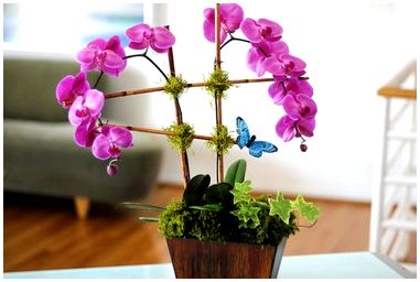 Превратите обычную купленную в магазине орхидею в эффектную композицию