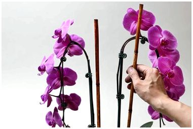 Превратите обычную купленную в магазине орхидею в эффектную композицию