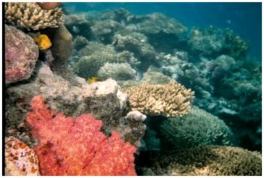 Как сделать коралловые рифы из папье-маше