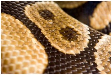 Как сделать ткань из змеиной кожи