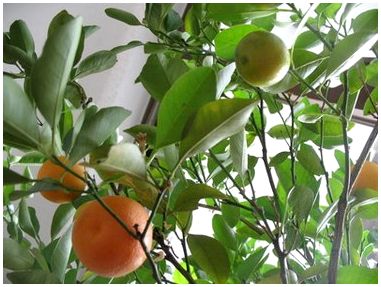 Как быстро растет апельсиновое дерево?