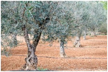 Скорость роста оливкового дерева