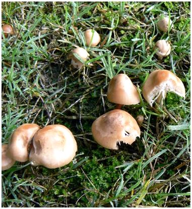 Типы грибов, которые растут в Орегоне