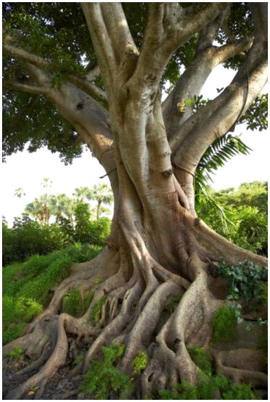 Какое самое старое фруктовое дерево в мире?