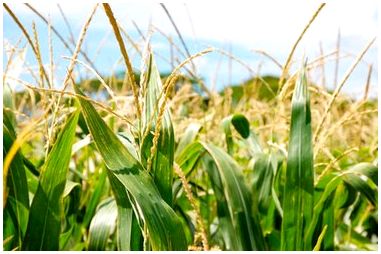 В чем разница между прорастанием семян фасоли и прорастанием семян кукурузы?