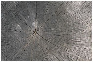 Примеры древесных стеблей