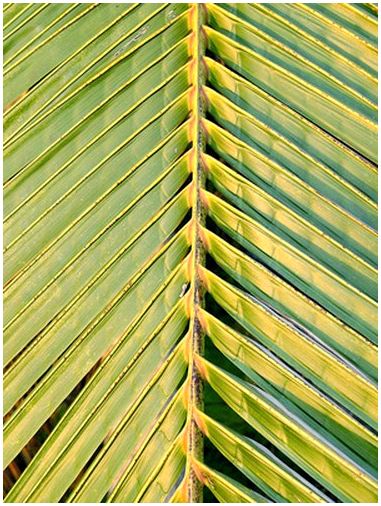Болезни и методы лечения пальмовых деревьев