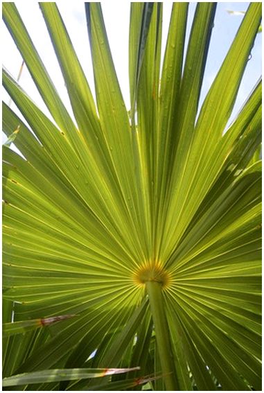 Болезни и методы лечения пальмовых деревьев