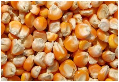Части структуры зерна семян кукурузы