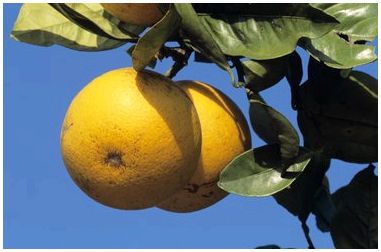 Как избавиться от плодовых мух на цитрусовом дереве