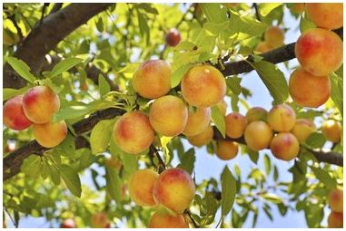 Нужен ли персиковым деревьям опылитель?