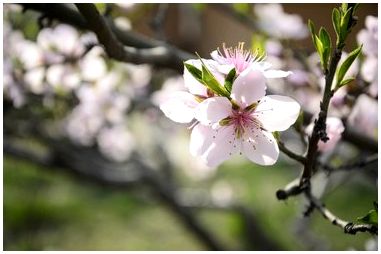 Нужен ли персиковым деревьям опылитель?