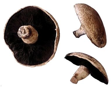 Виды съедобных грибов