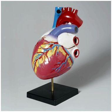 Как сделать модель человеческого сердца из бумаги