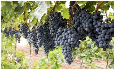 Как вылечить черную гниль в винограде
