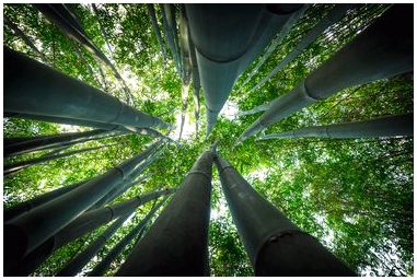 Какие гербициды убивают бамбук?