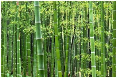 Какие гербициды убивают бамбук?