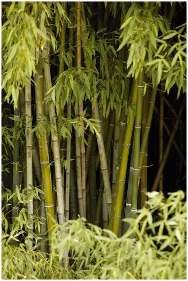В чем разница между тростником и бамбуком?