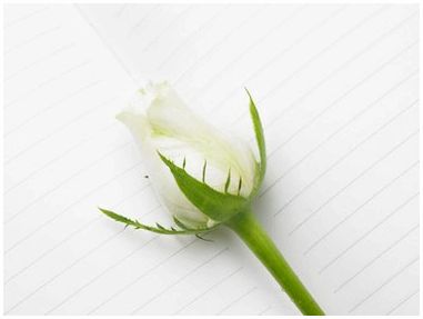 Что означают белые розы в День святого Валентина?