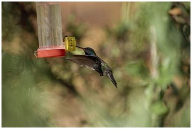 Как уберечь зябликов от кормушки для колибри