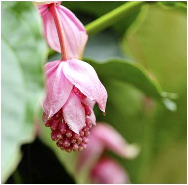 Как ухаживать за цветочными растениями мединиллы