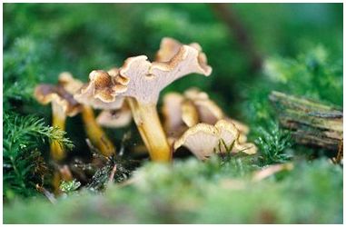 Виды лесных грибов в Огайо