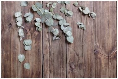 Как сохранить запах листьев эвкалипта