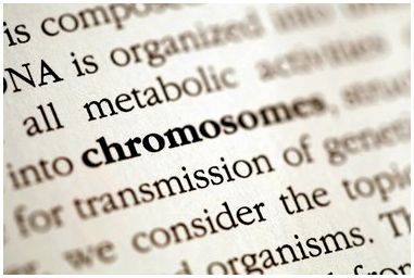 Как создать трехмерную модель хромосомы