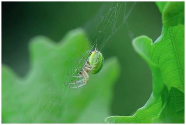 Что за паук неоново-зеленый?