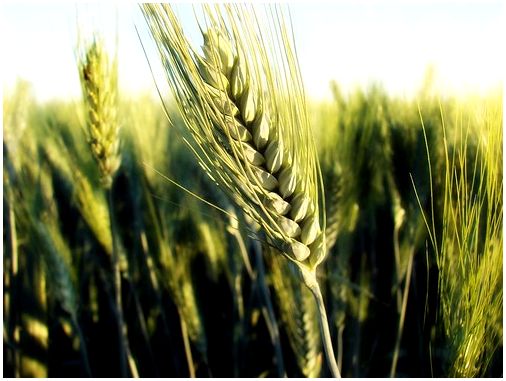 Что такое твердая красная пшеница и для чего она используется?